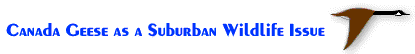Canada Geese as a Suburban Wildlife Issue
