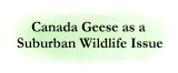 Canada geese as a suburban wildlife issue.