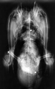 X-ray